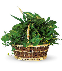 Large Basket Garden from Boulevard Florist Wholesale Market